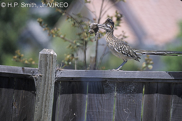 Greater Roadrunner s44-43-001.jpg